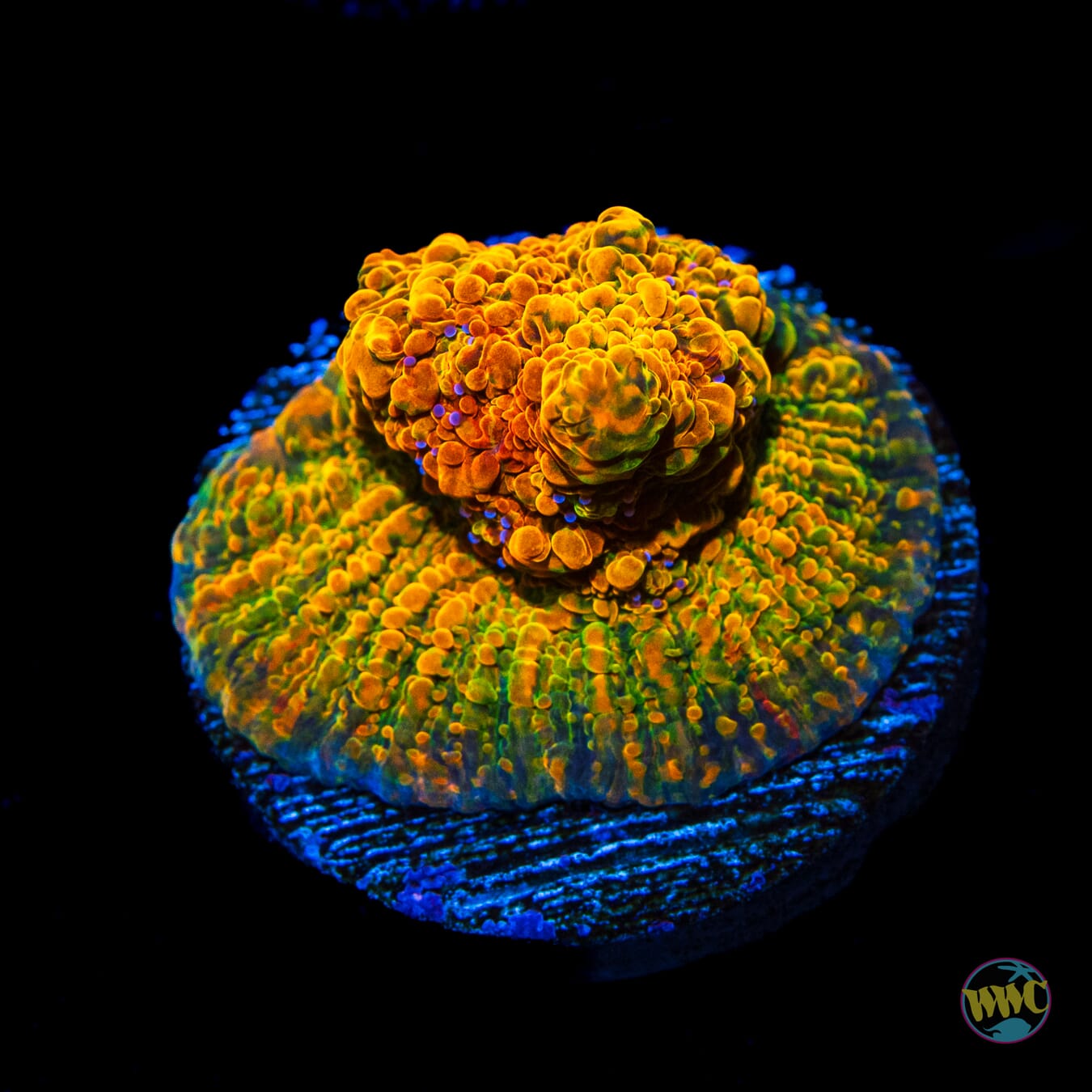 WWC Stellaria Chalice