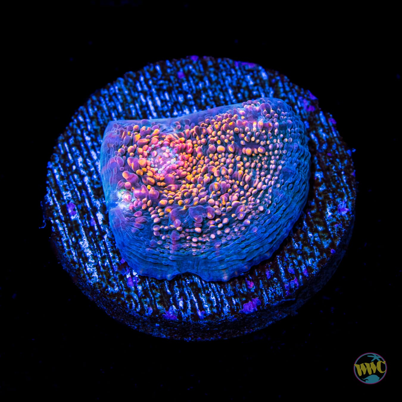 WWC Hologram Chalice