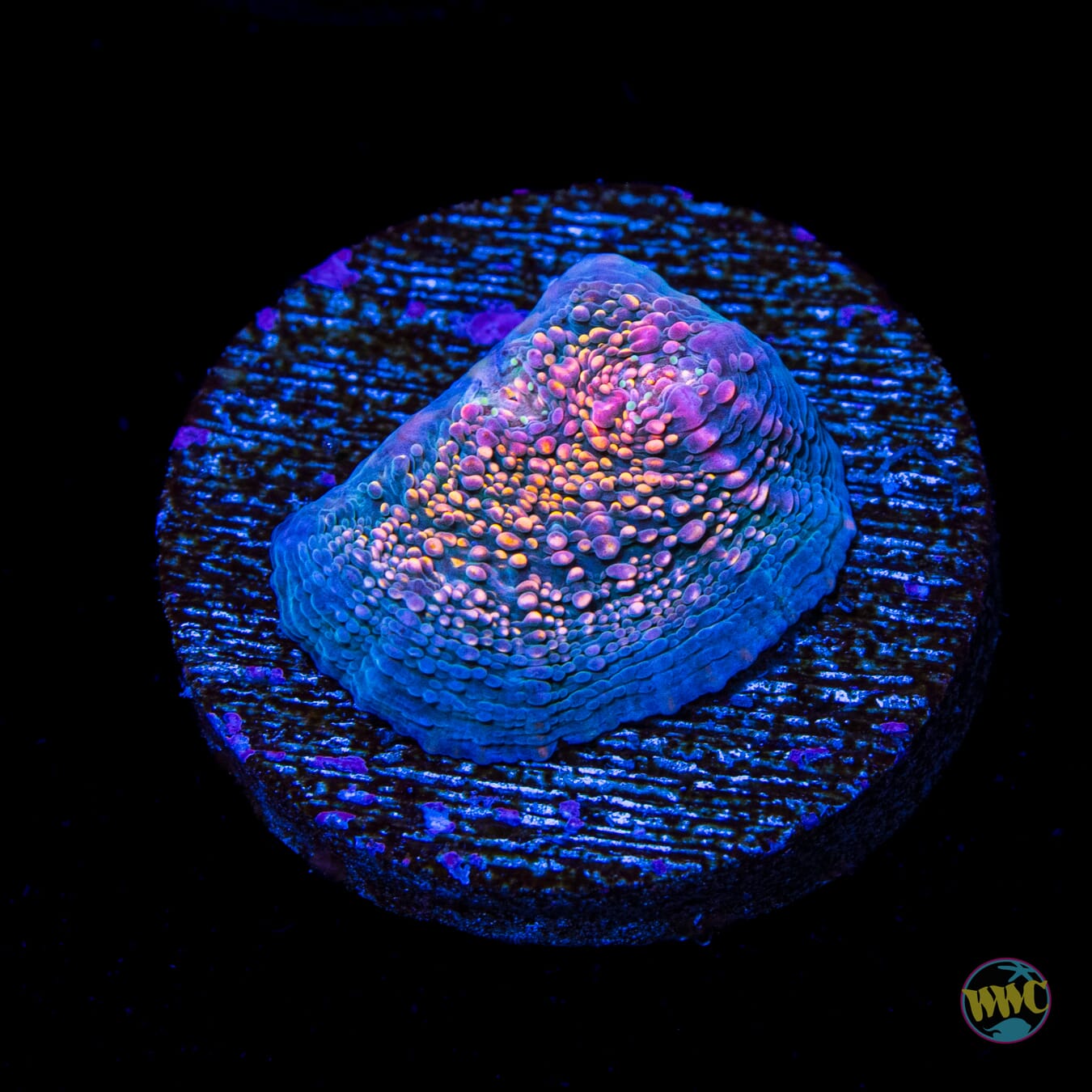 WWC Hologram Chalice