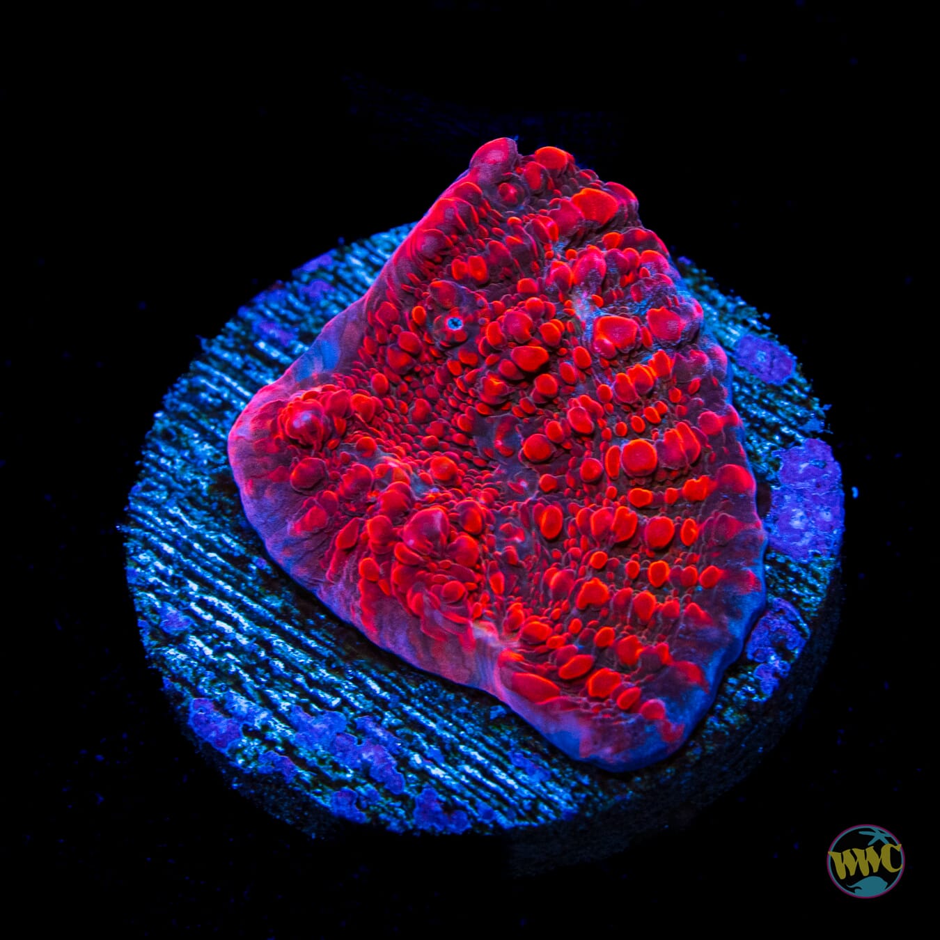 WWC Cherry Garcia Chalice