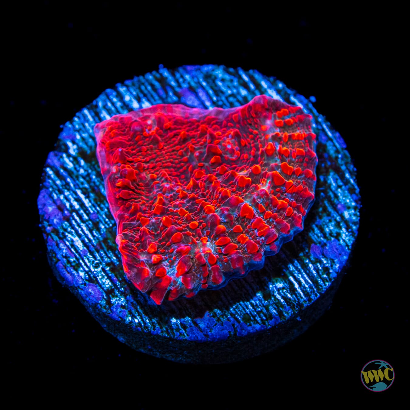 WWC Cherry Garcia Chalice