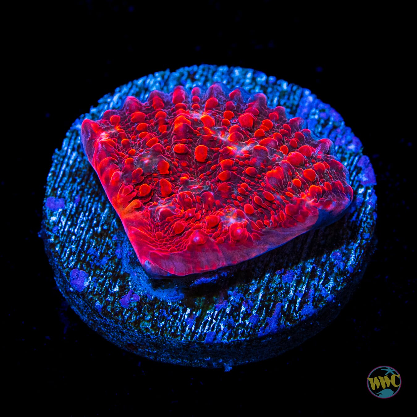 WWC Cherry Garcia Chalice