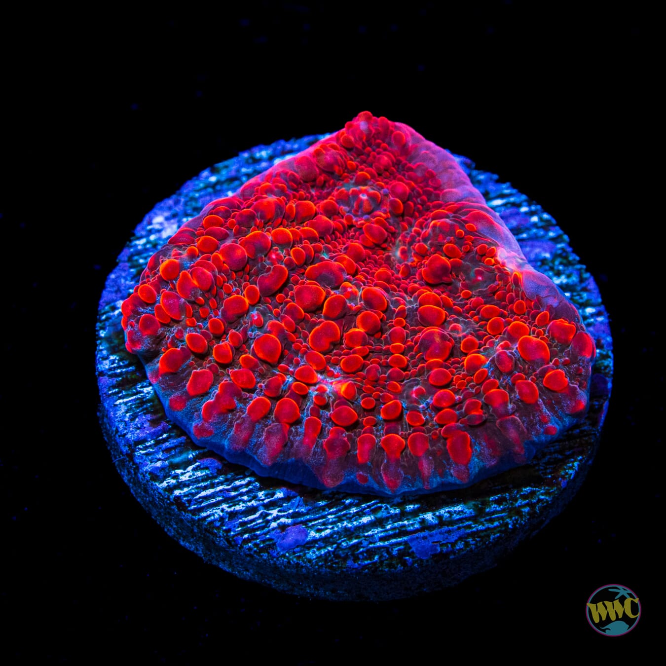 WWC Cherry Garcia Chalice