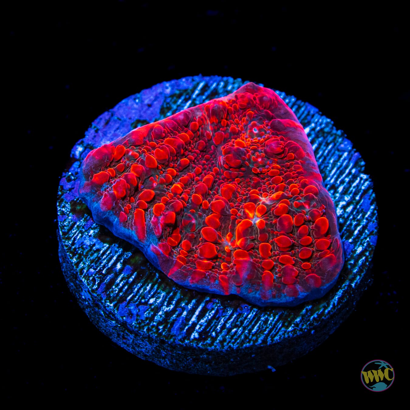 WWC Cherry Garcia Chalice