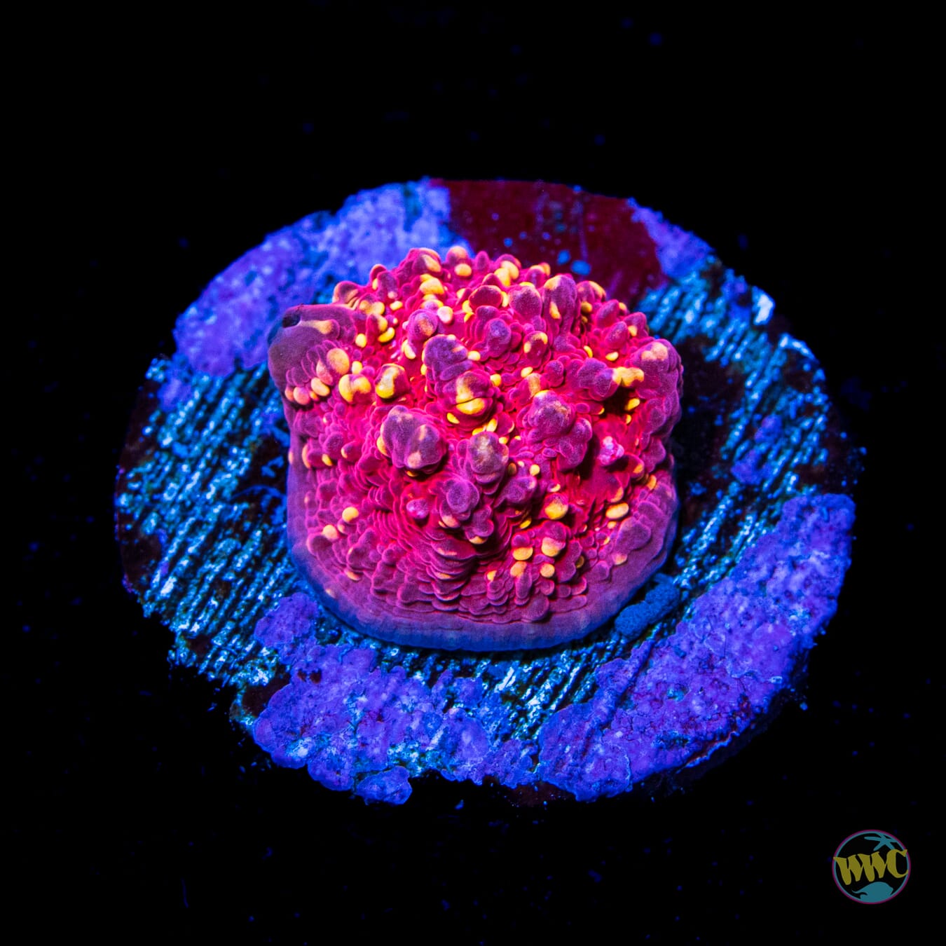 Jason Fox Goldmeister Chalice