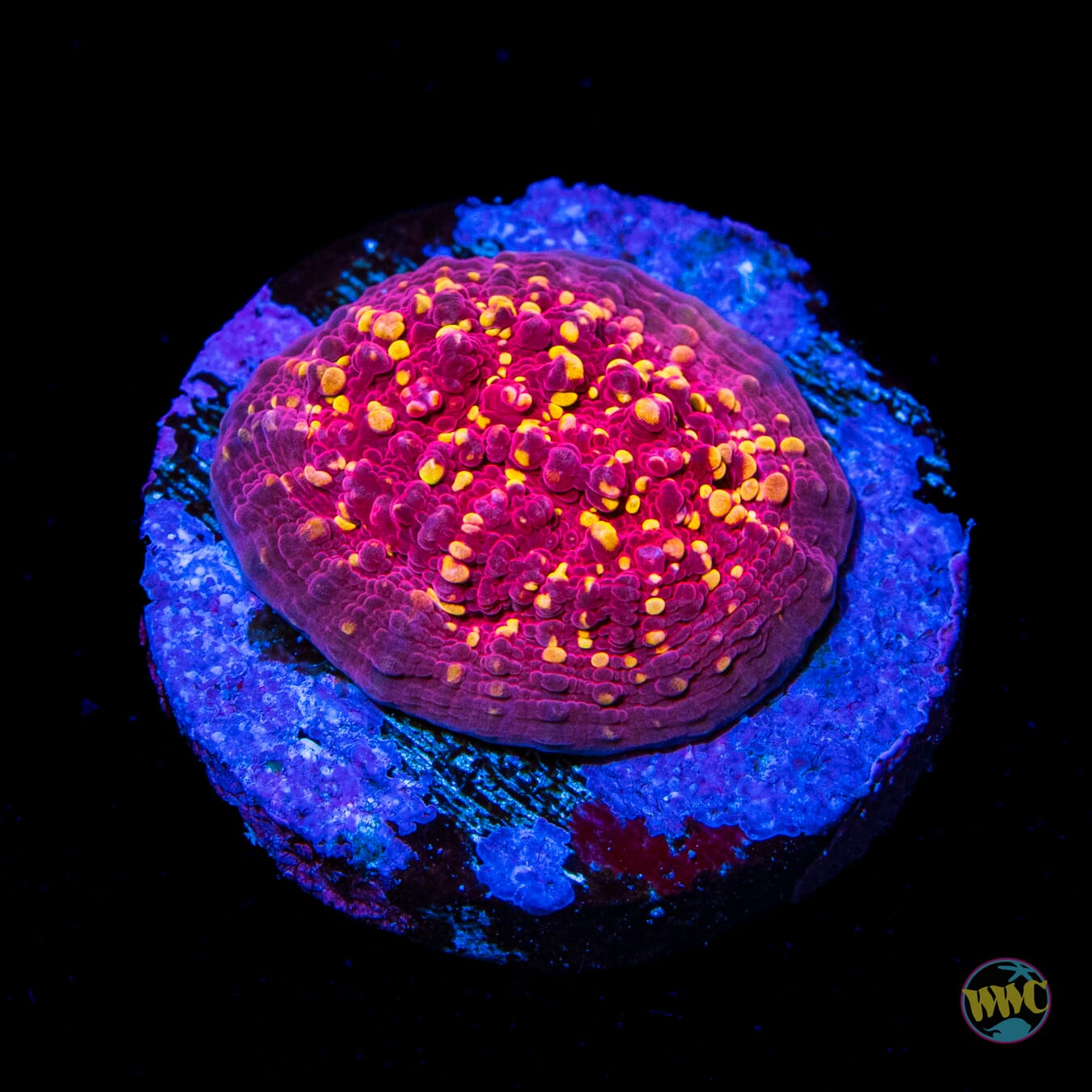 Jason Fox Goldmeister Chalice