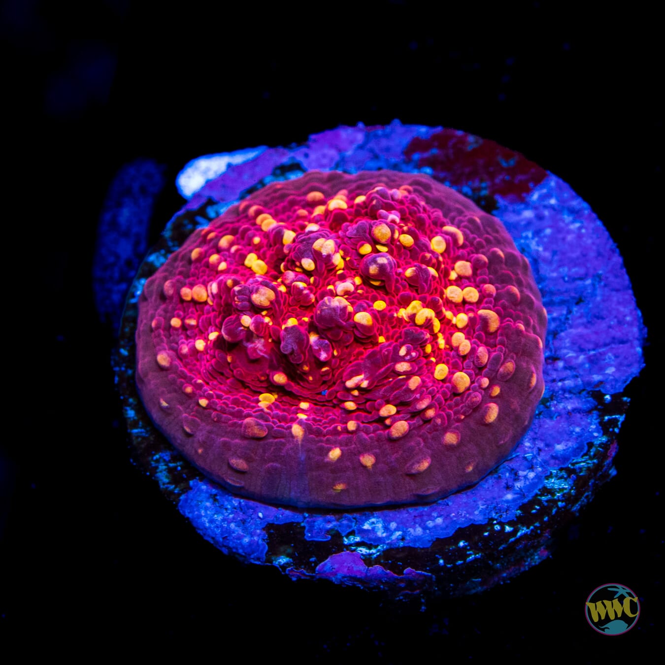 Jason Fox Goldmeister Chalice