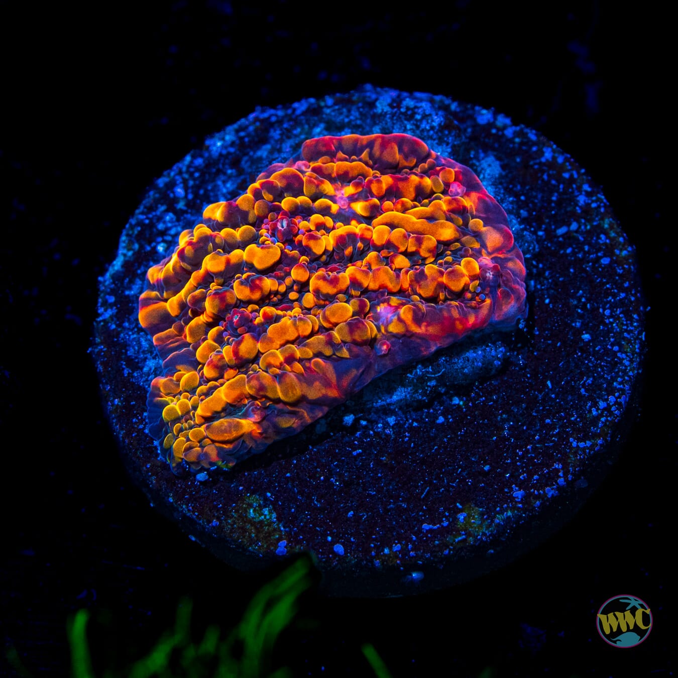 CC Cloudberries Chalice