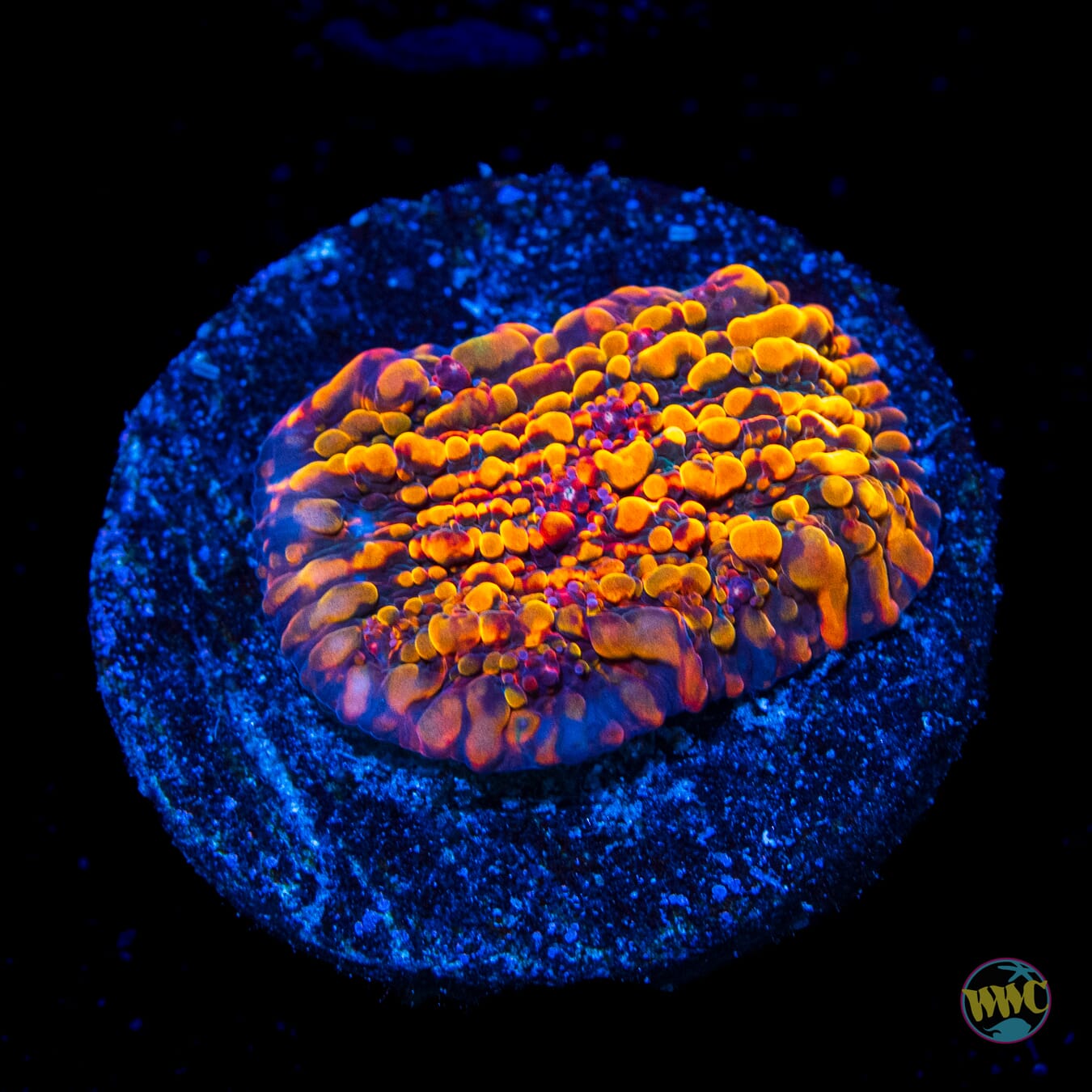 CC Cloudberries Chalice