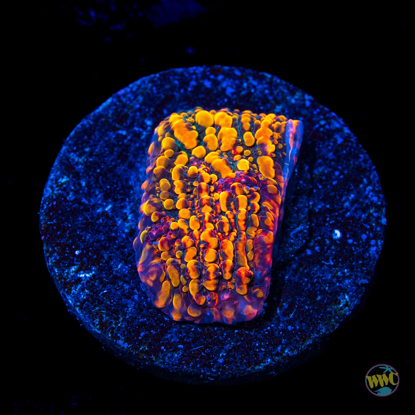 CC Cloudberries Chalice