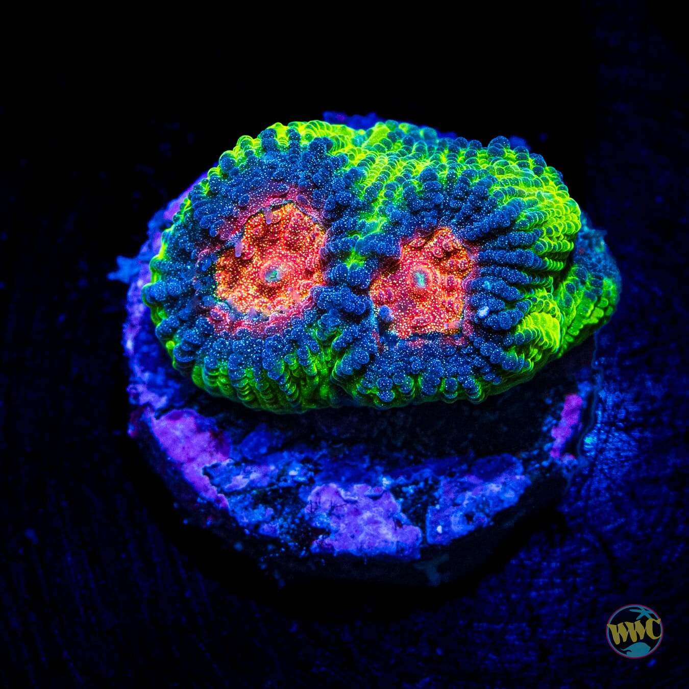 WWC Earthquake Favia