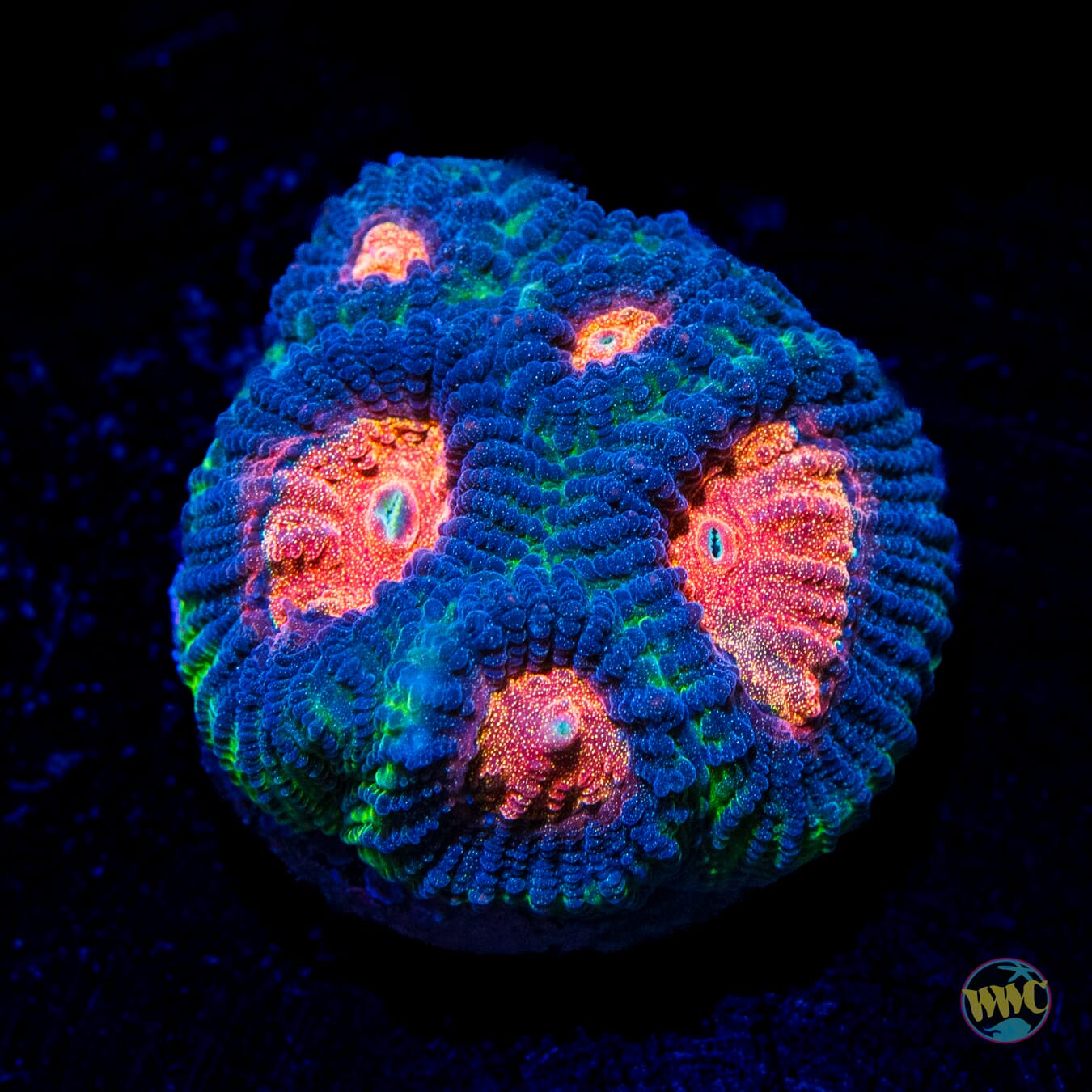 WWC Earthquake Favia