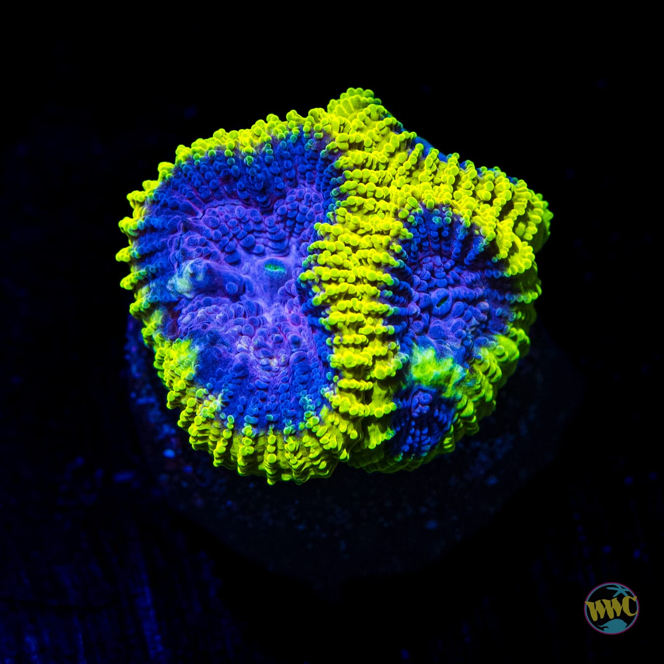 WWC Space Monkey Favia