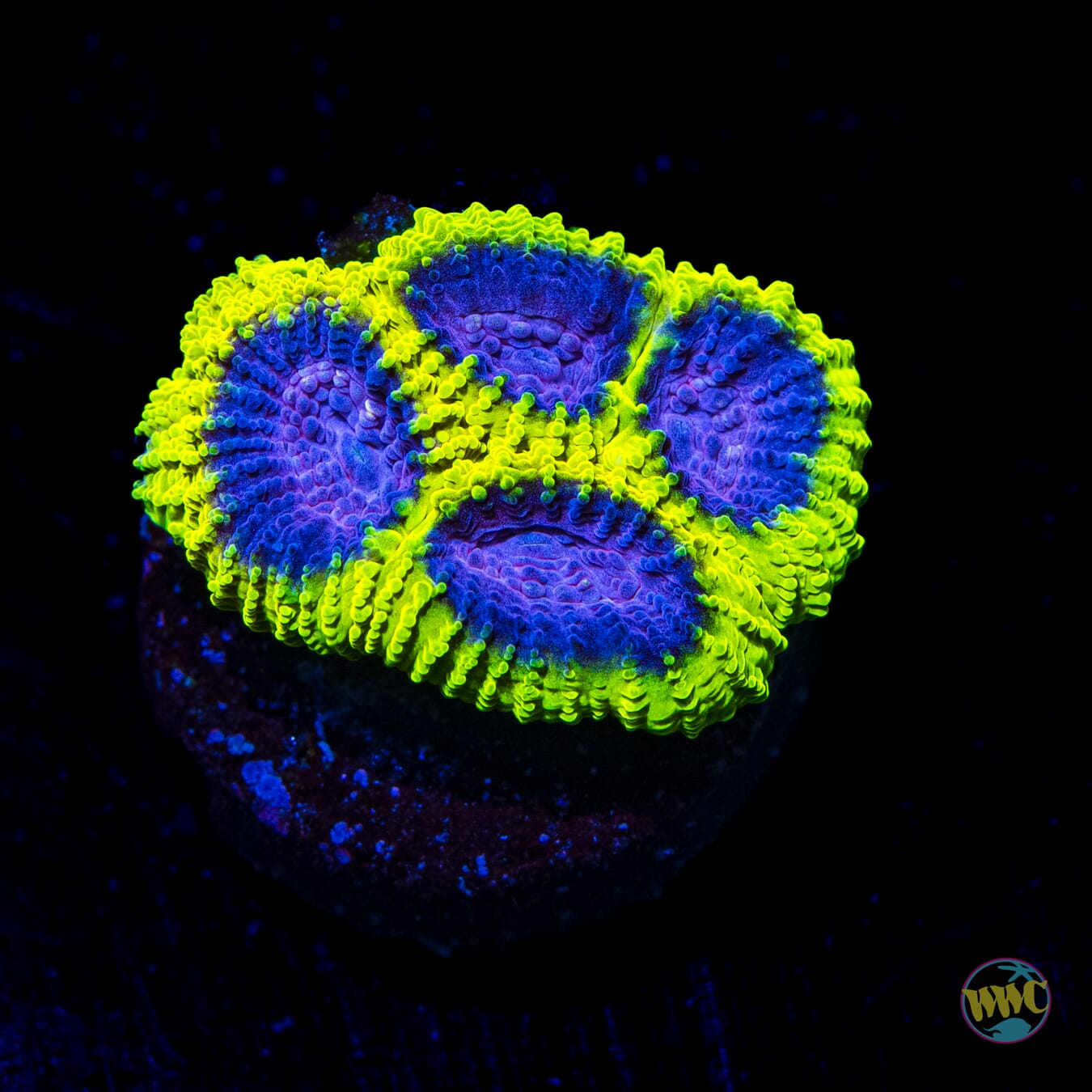 WWC Space Monkey Favia