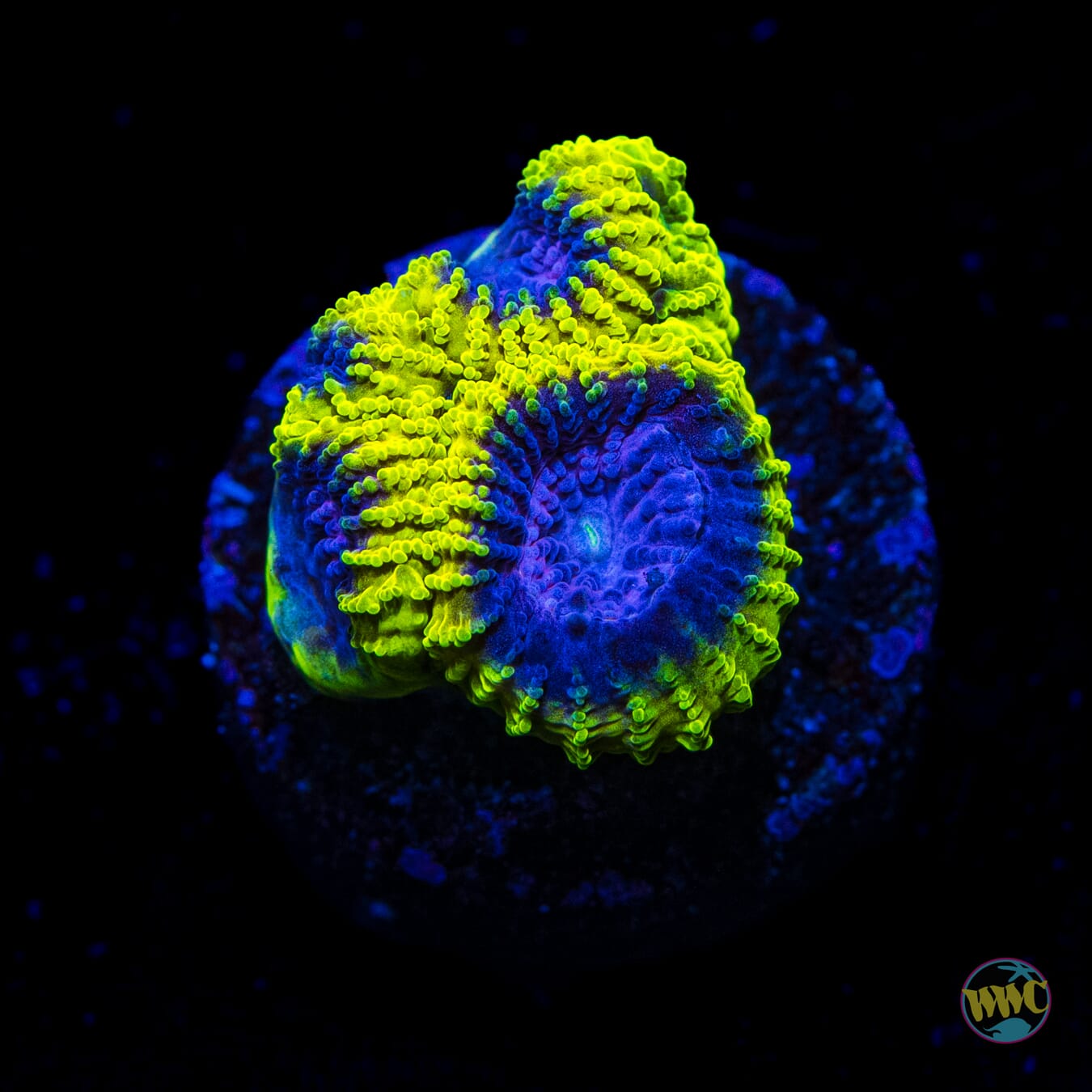 WWC Space Monkey Favia