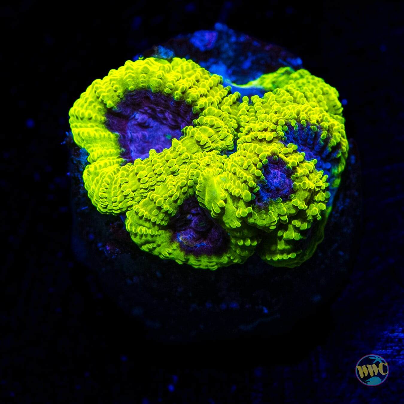 WWC Space Monkey Favia