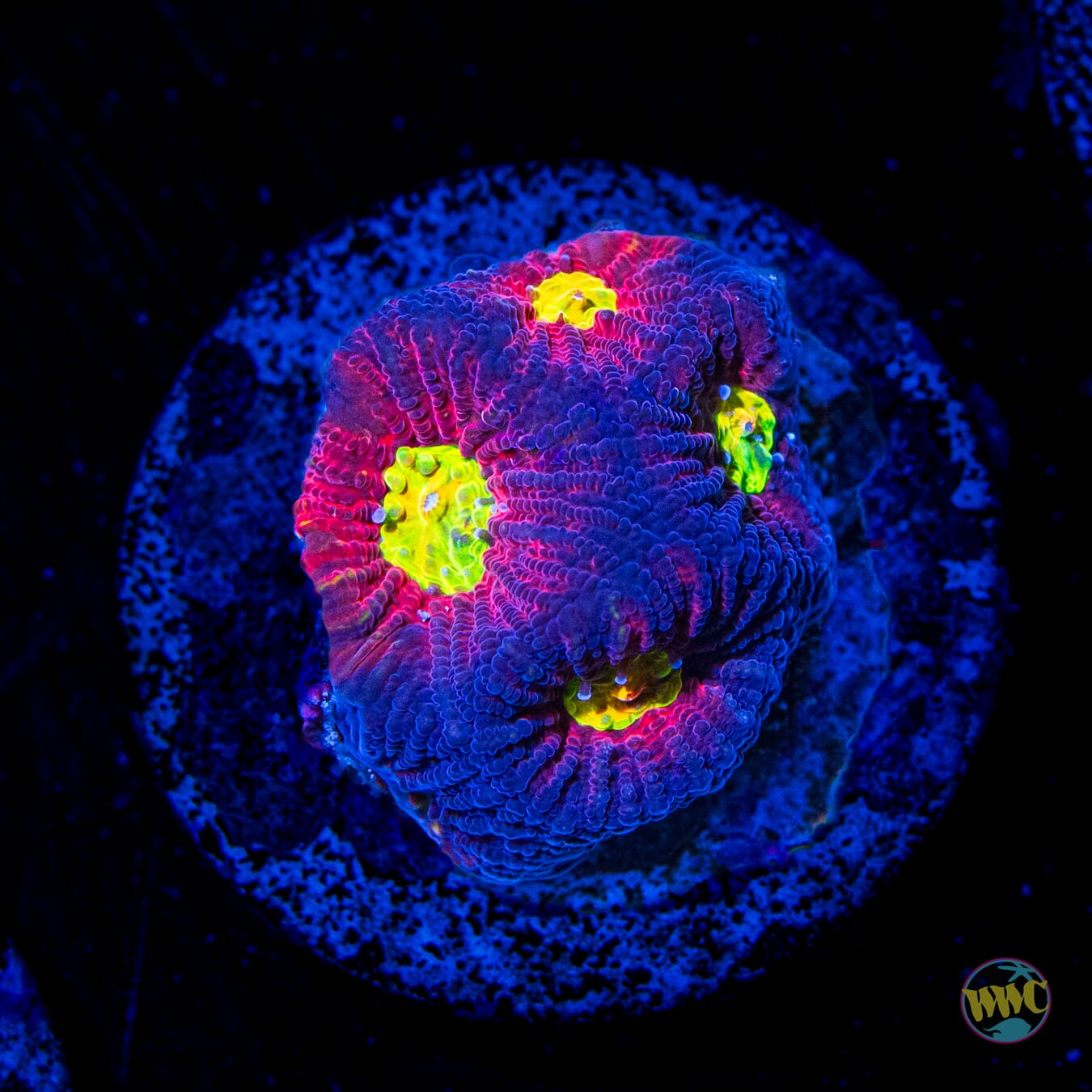 Jason Fox Toro Bravo Favites