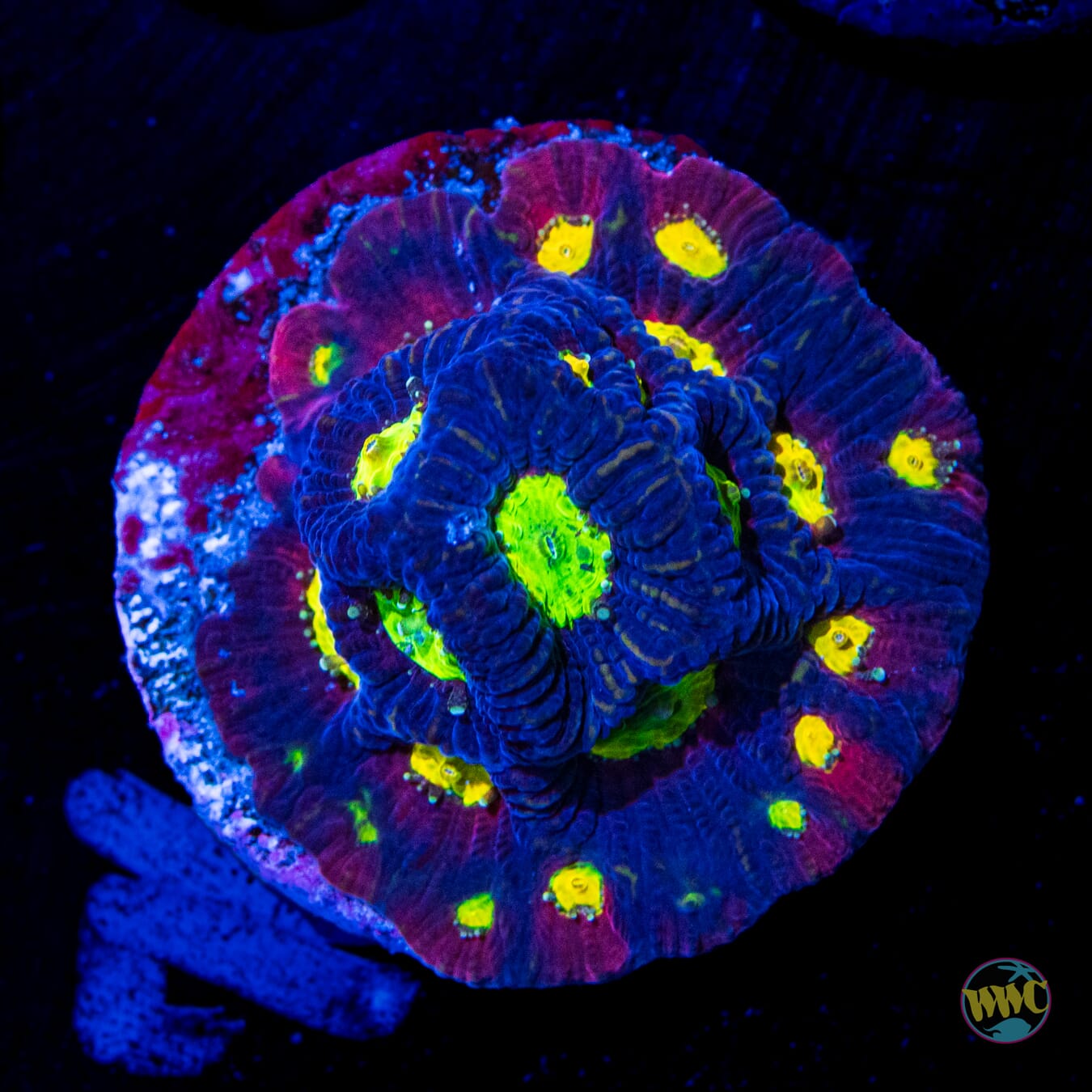 Jason Fox Toro Bravo Favites