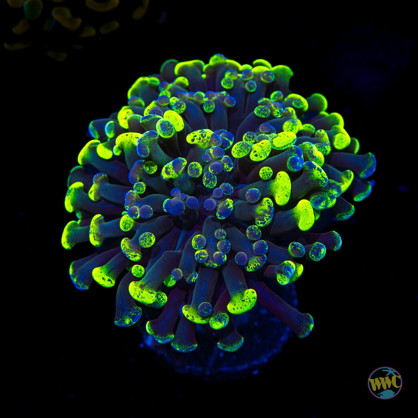 WWC Future Girlfriend Branching Hammer