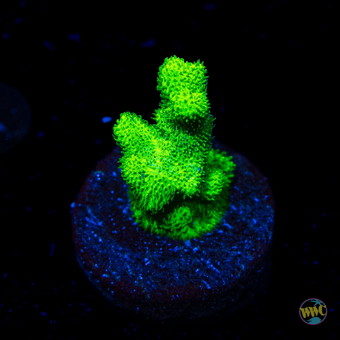 ORA Kelly Green Branching Psammocora