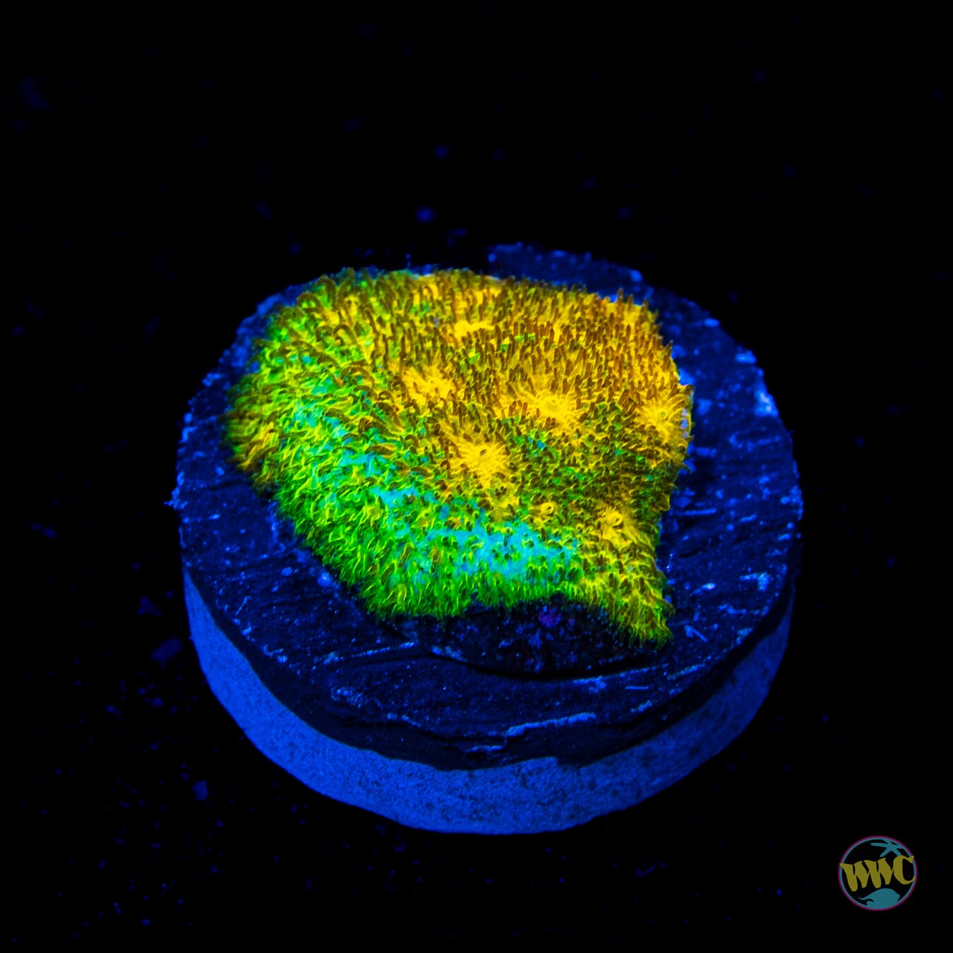 WWC Lemon Lime Psammocora