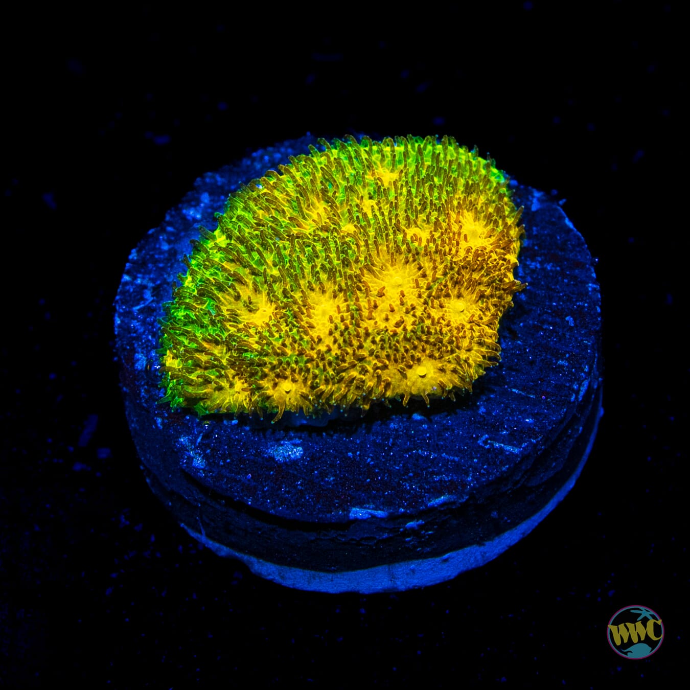 WWC Lemon Lime Psammocora