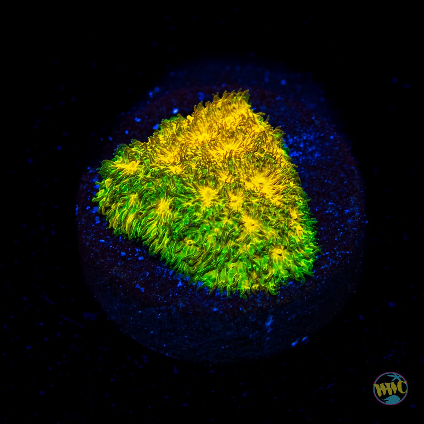 WWC Lemon Lime Psammocora