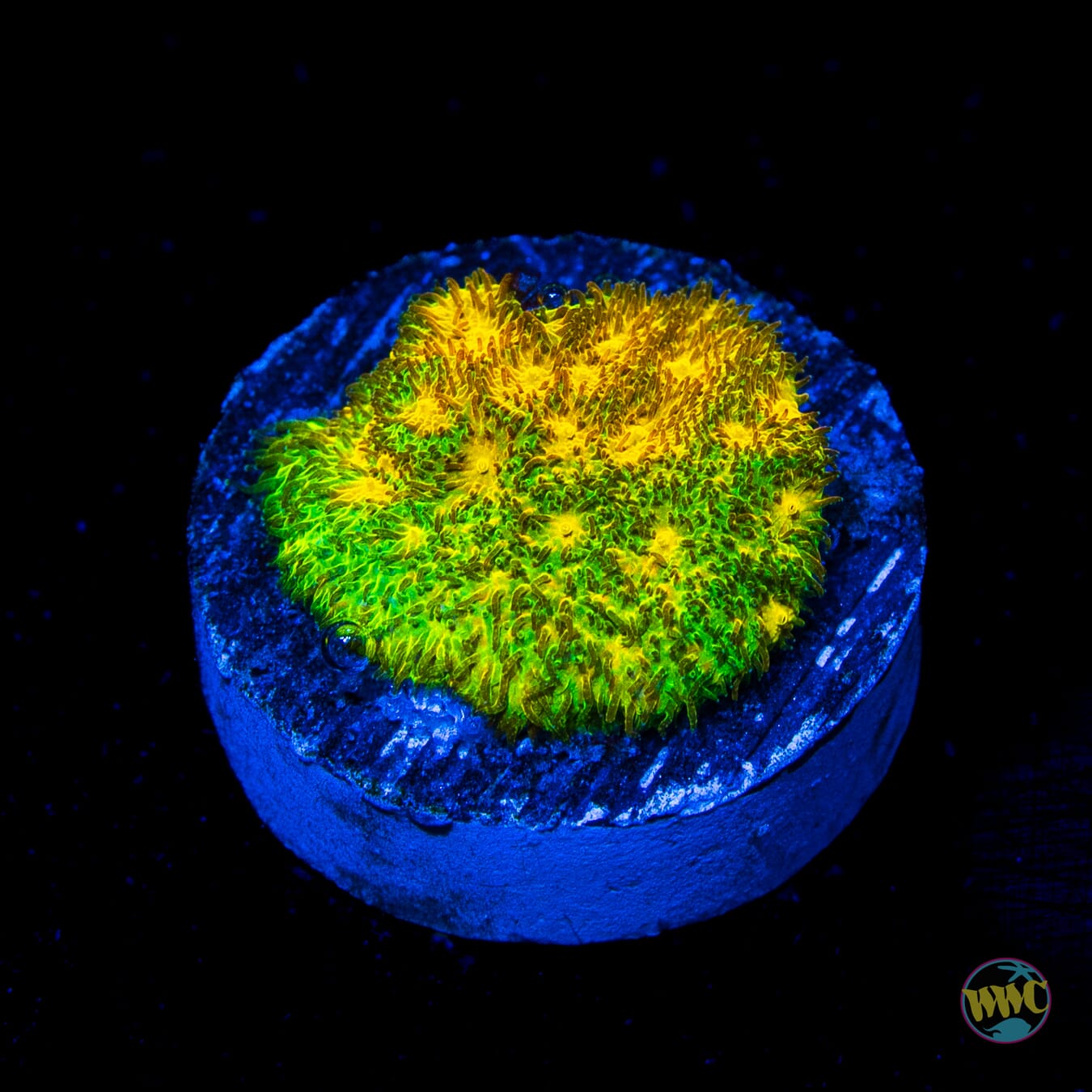 WWC Lemon Lime Psammocora