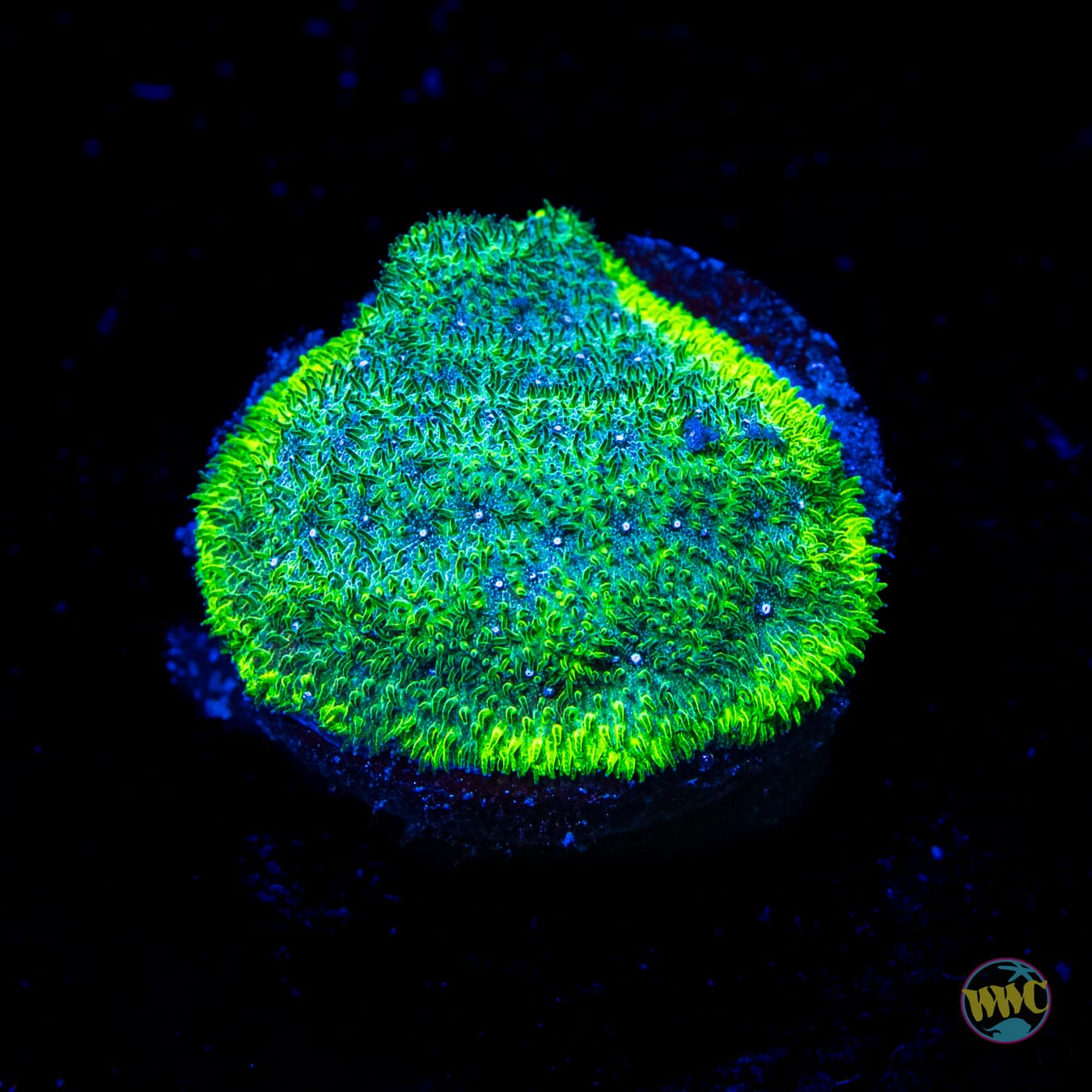 WWC Grasshopper Psammocora