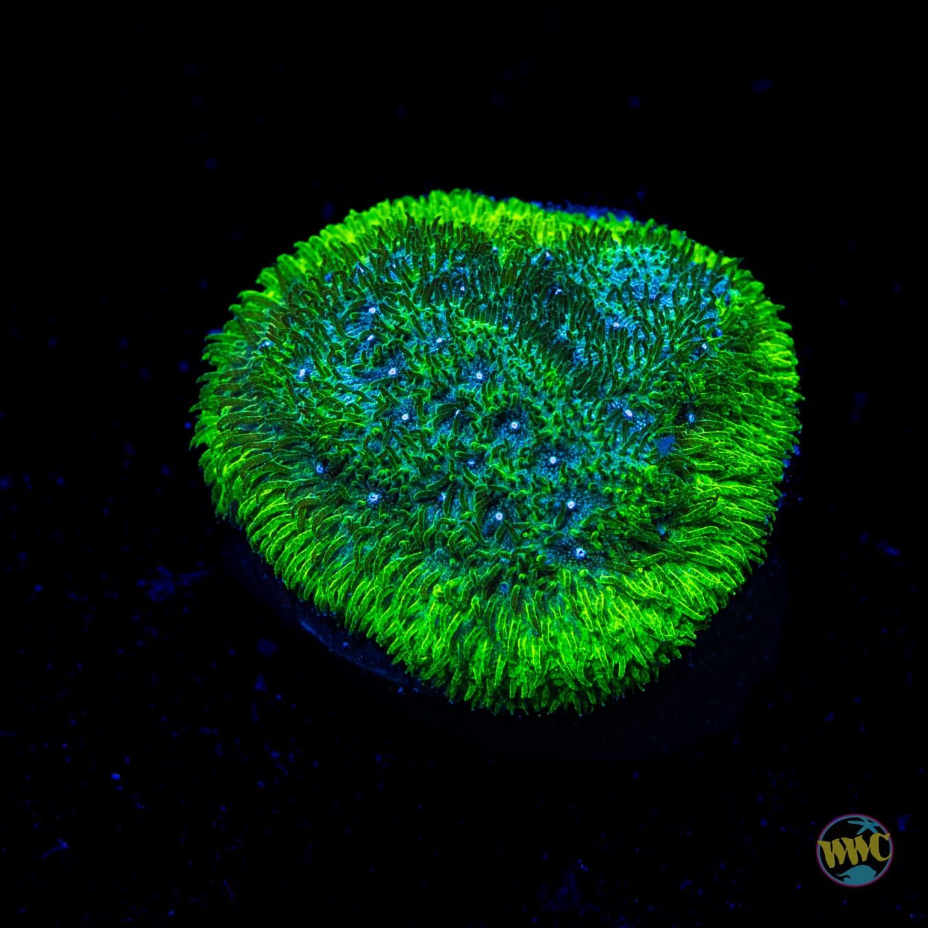 WWC Grasshopper Psammocora