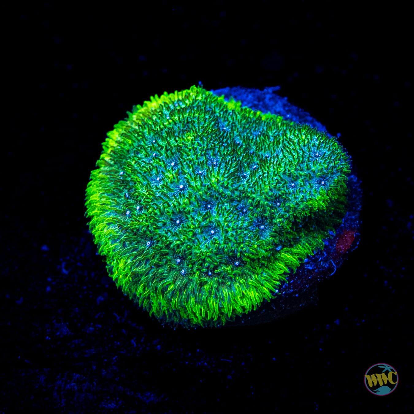 WWC Grasshopper Psammocora