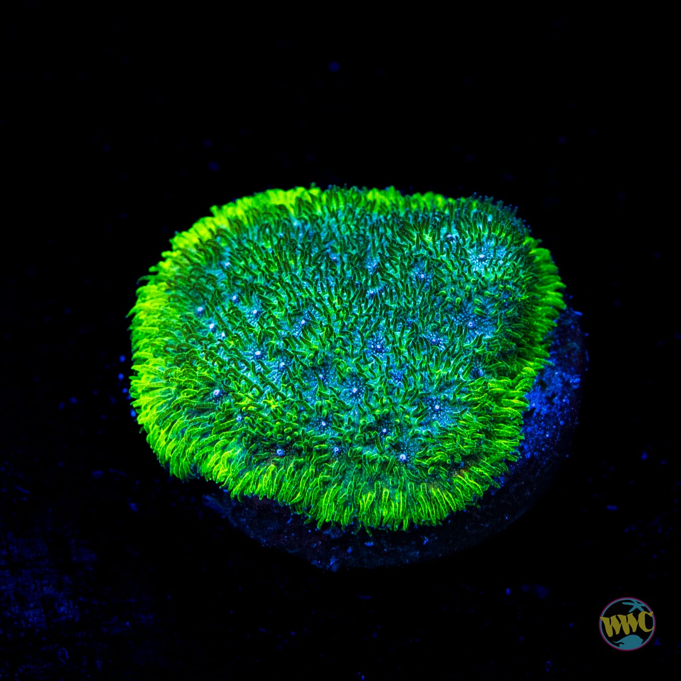 WWC Grasshopper Psammocora