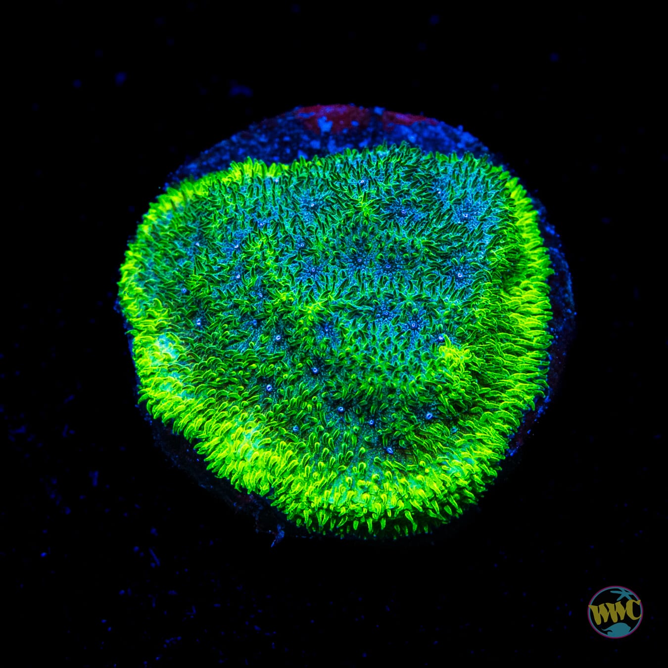 WWC Grasshopper Psammocora