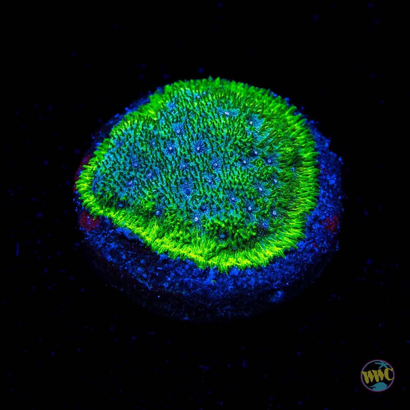 WWC Grasshopper Psammocora