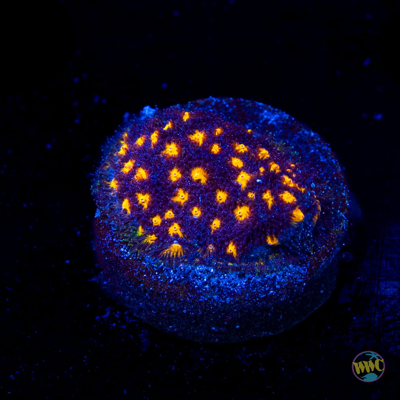 WWC City Lights Psammocora