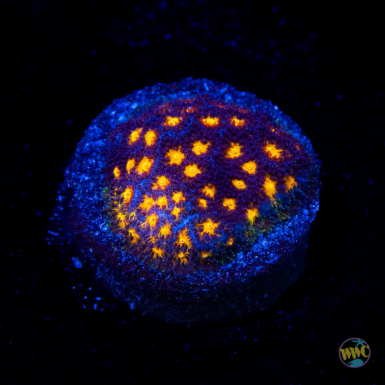 WWC City Lights Psammocora