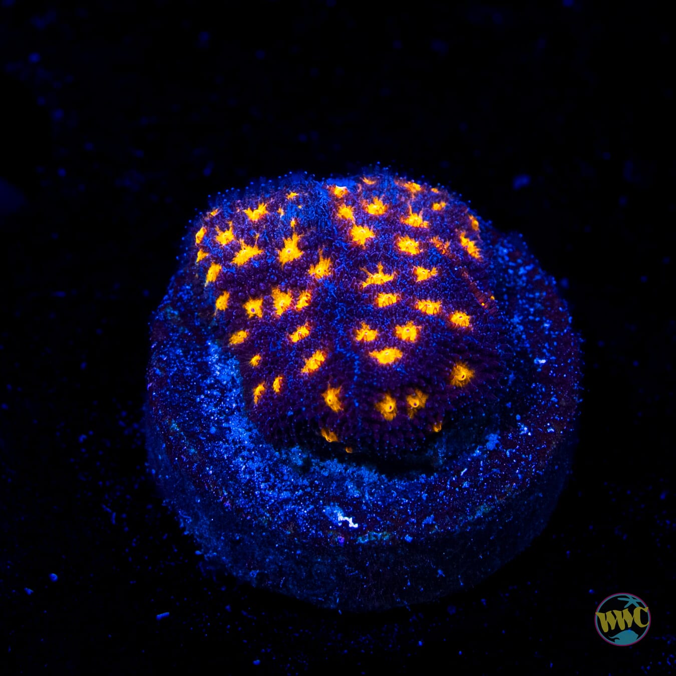 WWC City Lights Psammocora