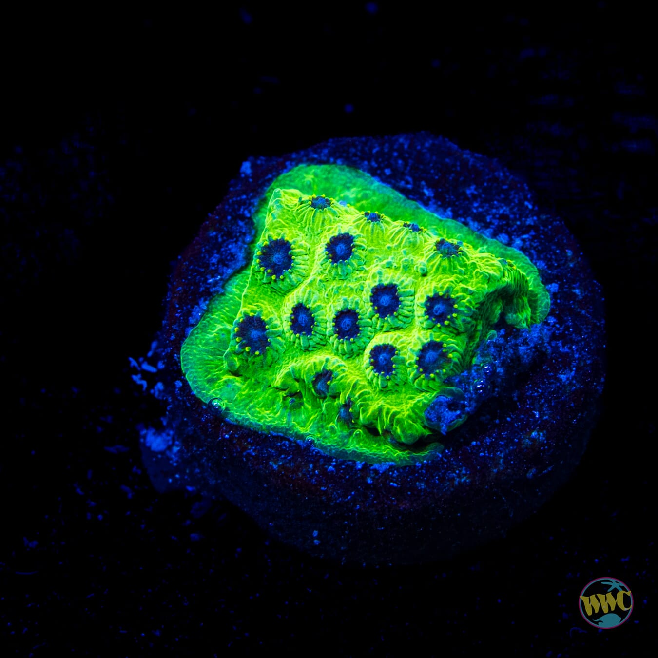 WWC Leapfrog Cyphastrea