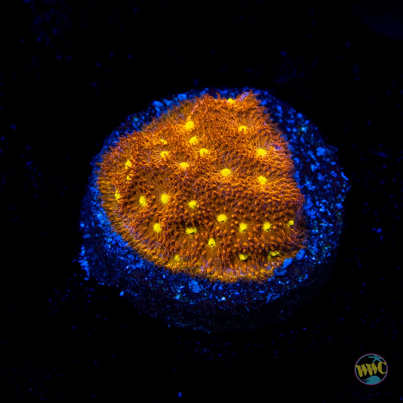 Jason Fox Autumn Harvest Psammocora