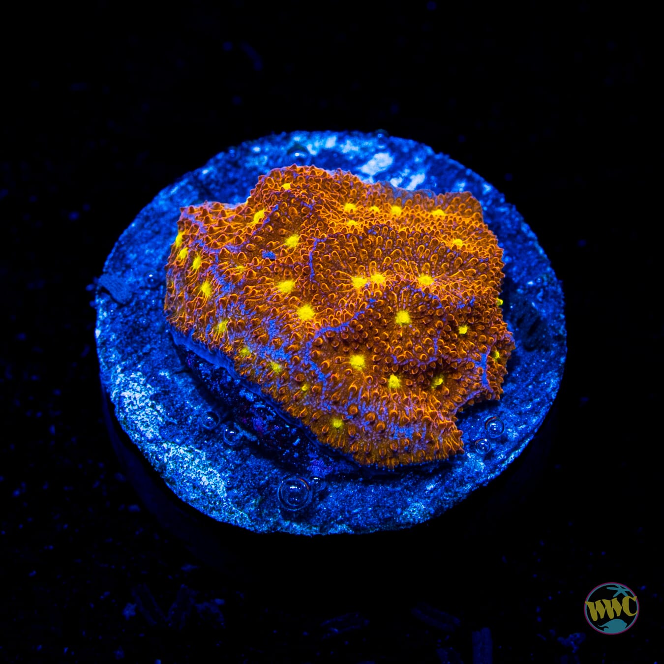 Jason Fox Autumn Harvest Psammocora