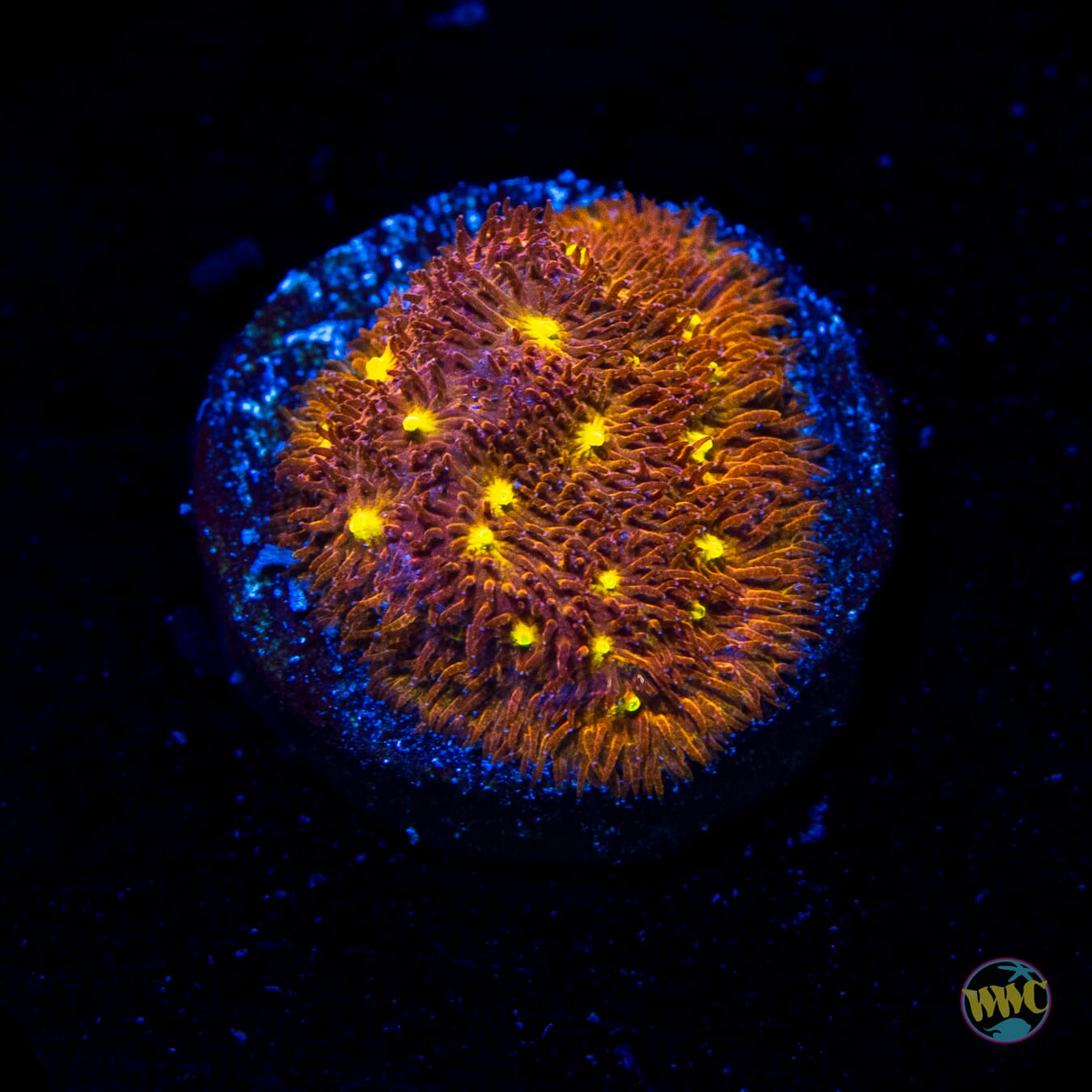 Jason Fox Autumn Harvest Psammocora