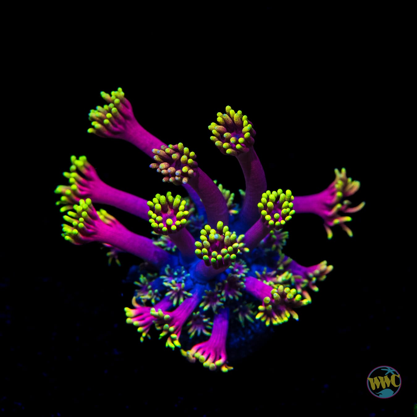 WWC Hollywood Nights Goniopora