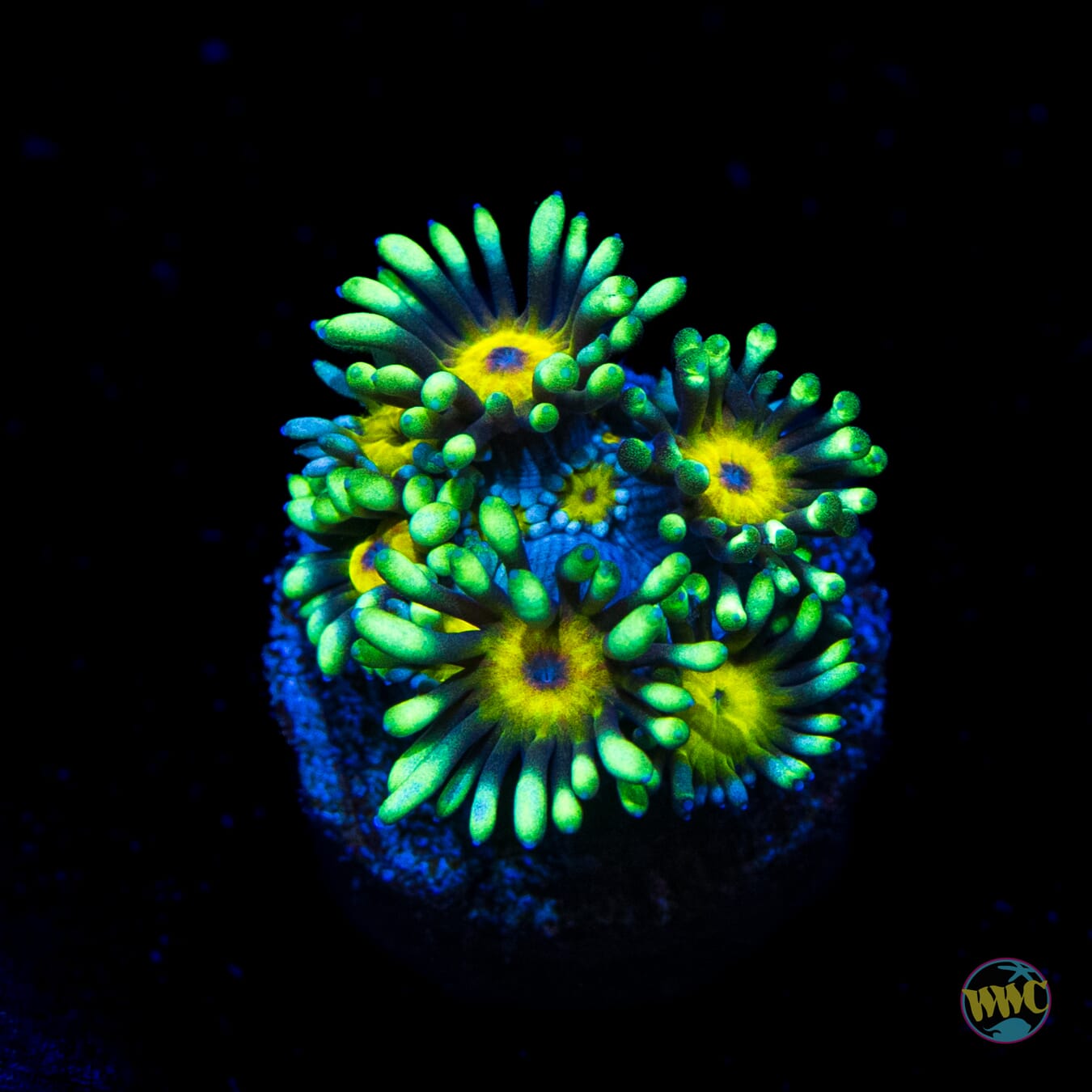 Lemon Head Goniopora