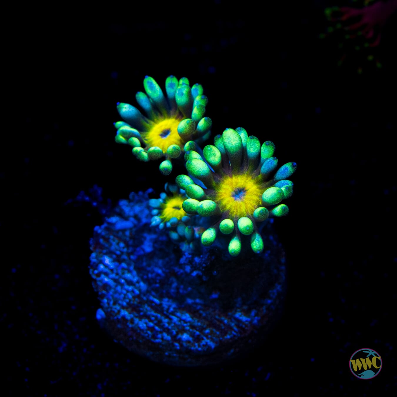 Lemon Head Goniopora