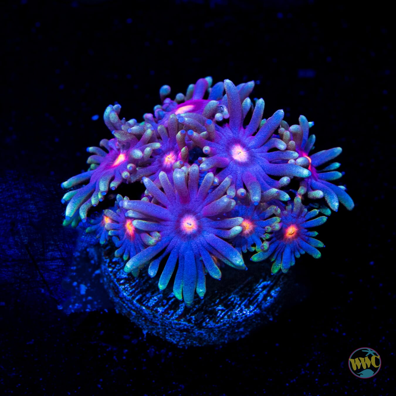 Purple Parrot Goniopora