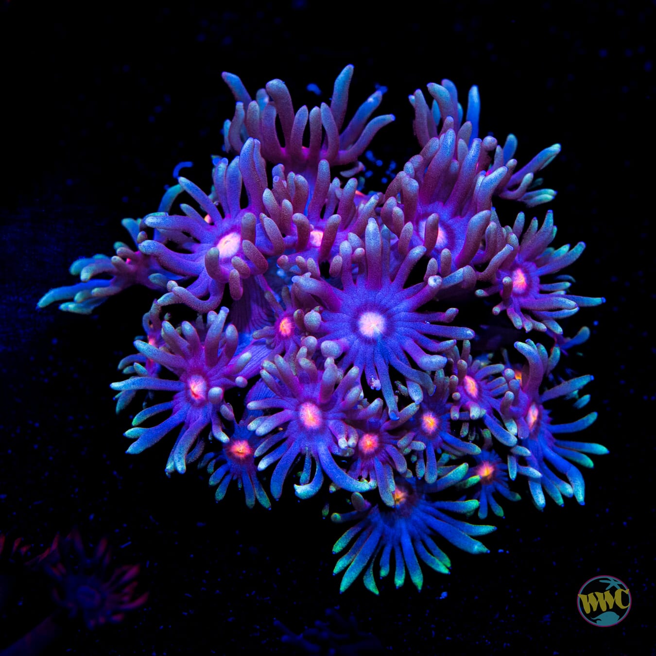 Purple Parrot Goniopora