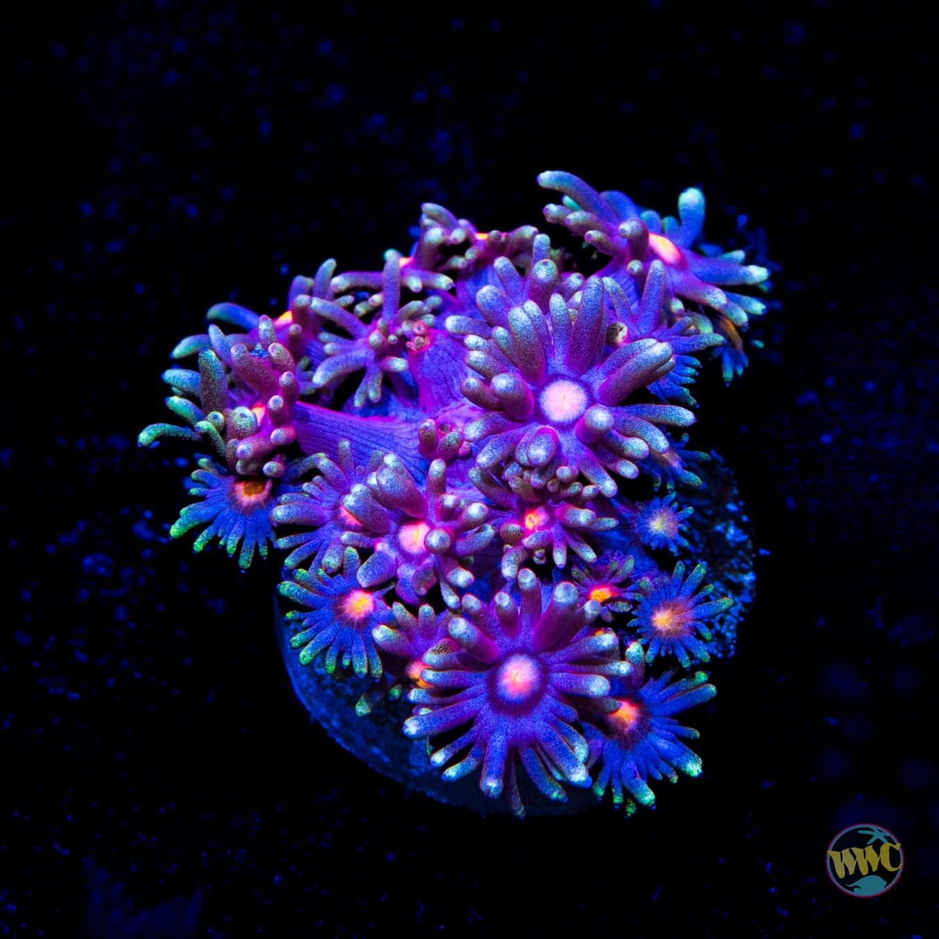 Purple Parrot Goniopora