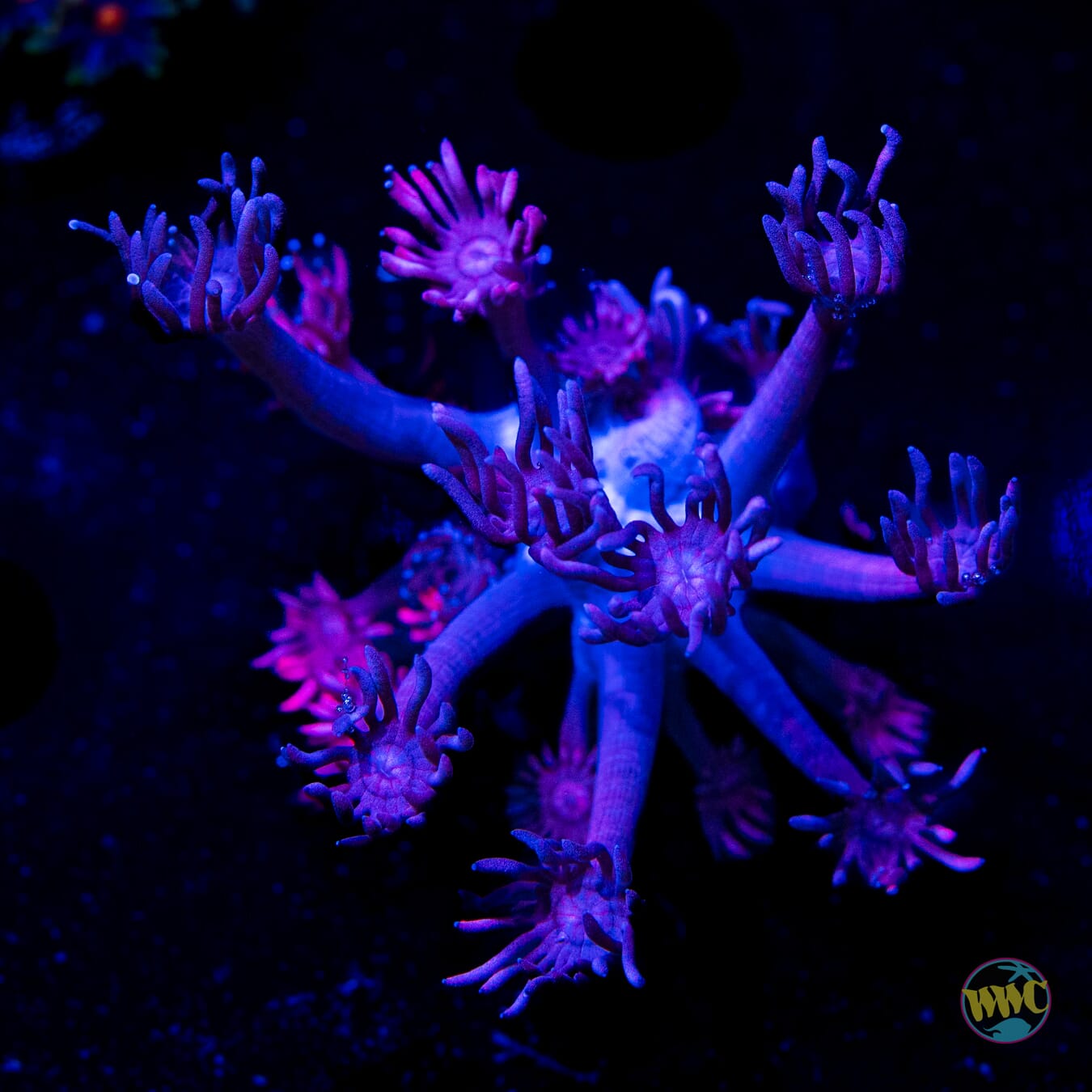 WWC Pink Lady Goniopora