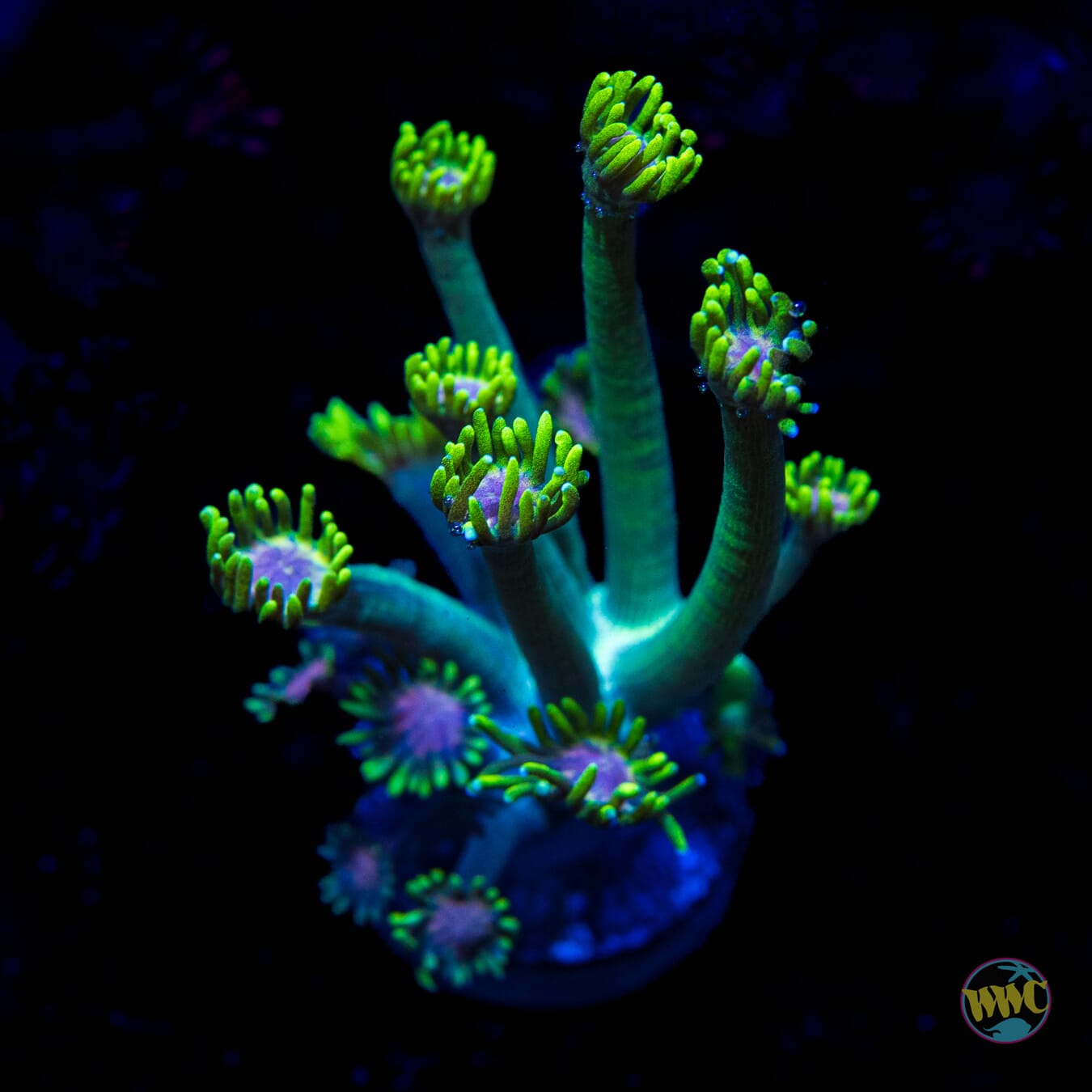 Guava Berry Goniopora