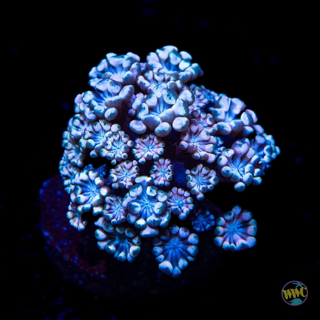 I Love Lavender Alveopora